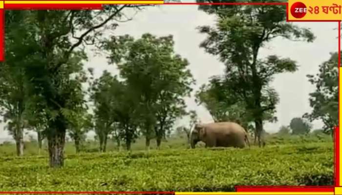 Malbazar: জঙ্গল থেকে বেরিয়ে এসে দুপুরবেলার টিফিন খেয়ে গেল হাতি...