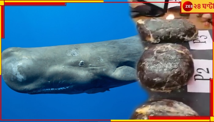 Sperm Whale Vomit: তামিলনাডুতে উদ্ধার হল বহুমূল্য তিমির বমি, দাম শুনলে চোখ কপালে উঠবে