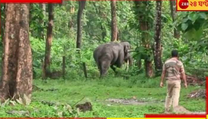 Malbazar: বনবস্তিতে ঢুকে পড়ল বুনো হাতি! প্রায় মৃত্যুর মুখ থেকে ফিরলেন এক স্থানীয়...