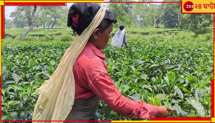 Jalpaiguri: তীব্র দাবদাহে ঝলসে যাচ্ছে পাতা, ব্যাপক ক্ষতির সম্মুখীন চা-বলয়...