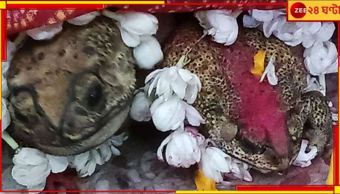 Frogs Marriage: ঢাক-সানাইয়ের বাদ্যি যোগে বৃষ্টির আশায় ব্যাঙের বিয়ে! দেখুন ছবিতে...