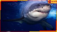 Shark: রুশ যুবাকে চিবিয়ে খাওয়া হাঙরের মমি বানাল মিশর, স্থান হল মিউজিয়ামে