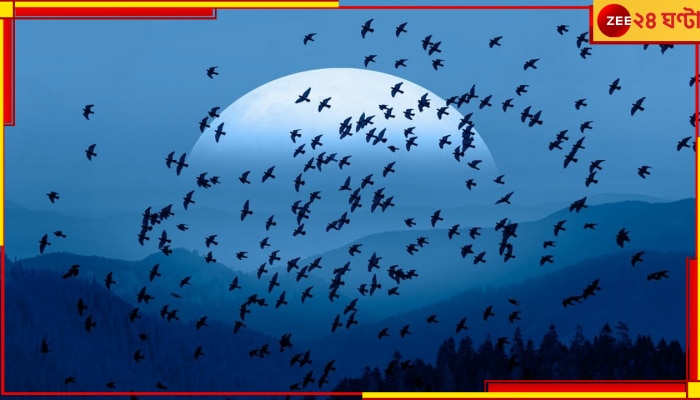 Migratory Birds: &#039;জিপিএস&#039; ব্যবহার করতে পারে পরিযায়ী পাখিরা? জেনে তাজ্জব হবেন কী ভাবে দীর্ঘ দূরত্ব পাড়ি দেয় তারা...