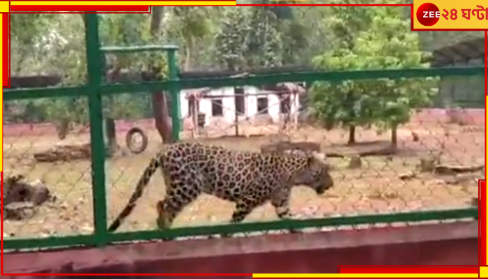 Bardhaman: চিড়িয়াখানা থেকে বেরিয়ে পড়েছে বাঘ! লাঠি হাতে বের হলেন অনেকে, তোলপাড় বর্ধমান 