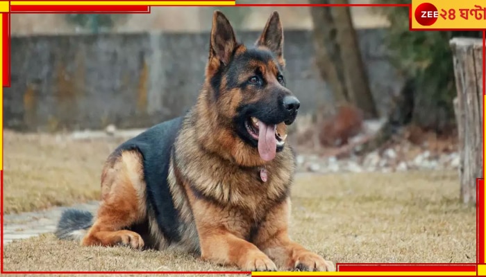 Dog Missing: প্রাণের পোষ্য হারালেন কমিশনার! ৫০০ বাড়িতে তল্লাশি চালাল পুলিস