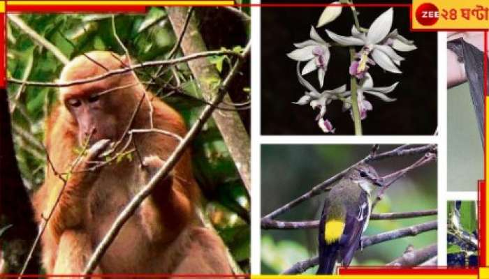 India: আশ্চর্য! আপনার হাতের কাছেই মিলল প্রায় ৭০০ নতুন প্রাণীর সন্ধান...