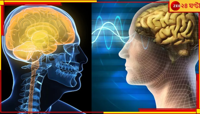 Human Brains: ক্রমশ ছোট হচ্ছে মস্তিষ্ক! নিশ্চিহ্ন হয়ে যেতে পারে পুরো মানবসভ্যতাই?