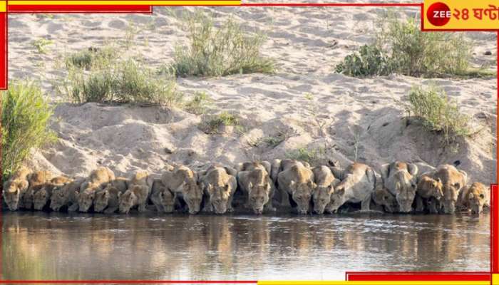 South Africa: আফ্রিকার রাজা! এতগুলি সিংহ একত্রে জড়ো হয়ে কী করছে নদীর পাড়ে?