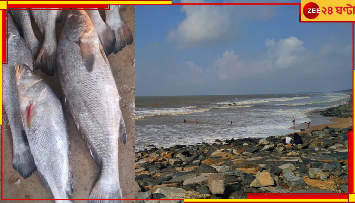 Digha: দিঘা মোহনায় কয়েক লক্ষ টাকার দুষ্প্রাপ্য তেলিয়া ভোলা!