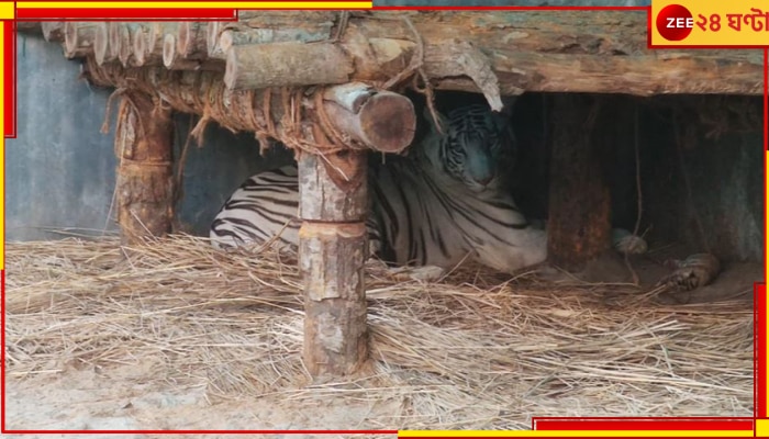 Bengal Safari Park: শিলিগুড়ির বেঙ্গল সাফারি পার্কে নয়া অতিথি, মা হল সাদা বাঘ কিকা