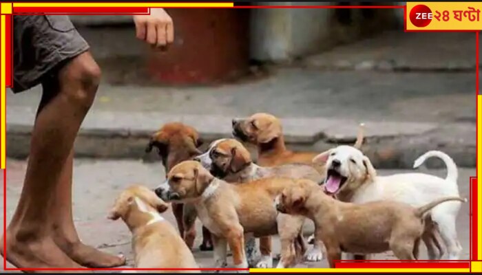 Stray Dog Feeding: পথ কুকুরদের খাওয়ানোয় মার তরুণীকে, থানায় অভিযোগ ৭ মহিলার নামে