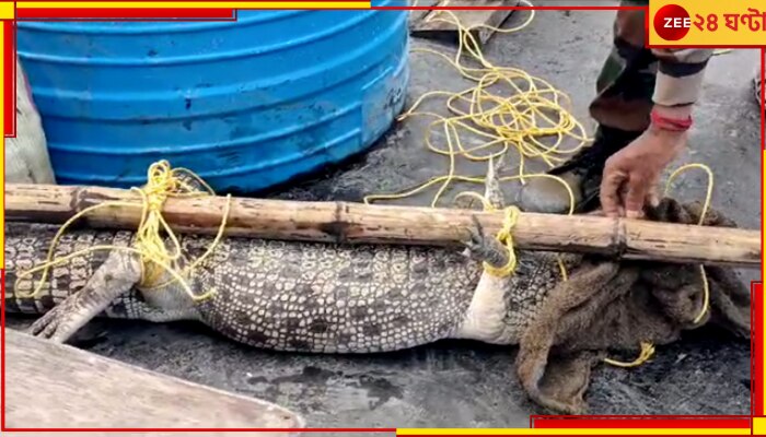 Crocodile: পুকুরপাড়ে আরামে রোদ পোহাচ্ছিল বিশাল কুমির, ঘুম ছুটল পাড়ার