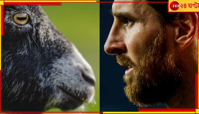 WATCH | Lionel Messi: ফুটবল GOAT এর জন্য মাঠে হাজির ৮০৮ ছাগল! তাজ্জব কাণ্ডে পুরো থ নেটপাড়া