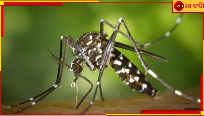 Dengue: ডেঙ্গি আক্রান্তকে কখন দিতে হবে প্লেটলেট? গাইডলাইন জারি স্বাস্থ্যভবনের