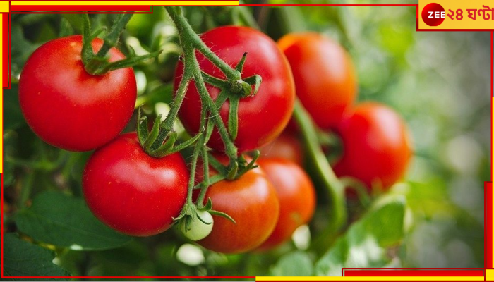 Tomatoes Price: এত দাম? টমেটোর বদলে লেবু খাওয়ার পরামর্শ মন্ত্রীর