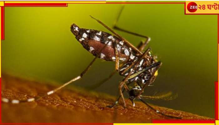 Dengue: কলকাতায় ফের ডেঙ্গিতে মৃত্যু! জরুরি বৈঠক ডাকলেন মেয়র