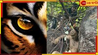 ঘন জঙ্গলে বাঘের মুখে শন, মোবাইলে হাড়হিম করা দৃশ্য বন্দি রিঙ্গোর...