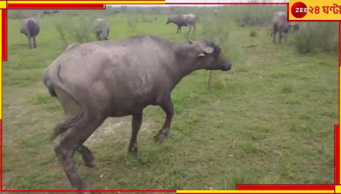 Buffalo Crossing Border: নদীতে ভেসে বাংলাদেশে অনুপ্রবেশ &#039;ভারতীয়&#039; মহিষের! চরম অসহযোগিতা বিডিআরের