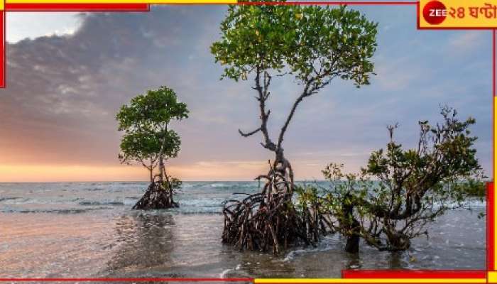 Conservation of the Mangrove: জেনে নিন কেন ম্যানগ্রোভ বনাঞ্চল &#039;সুন্দরবন&#039; রক্ষা এত জরুরি...