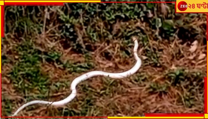 White Coloured Snake: বৃষ্টির পরই বেরিয়ে এল দুধসাদা সাপ, ভাইরাল ভিডিয়ো