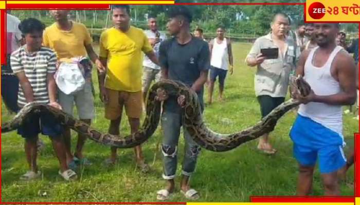 Malbazar: একটি ছাগল সাবাড় করে ঘুরে বেড়াচ্ছিল, উদ্ধার হল ২০ ফুট লম্বা অজগর...