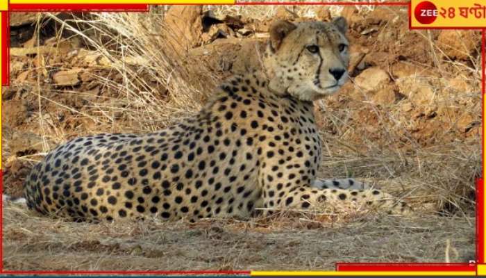 Cheetah Deaths at Kuno Park: ফের মৃত্যু! কুনোর চিতাই কি শেষ পর্যন্ত মোদীর পথের কাঁটা হয়ে দাঁড়াবে?