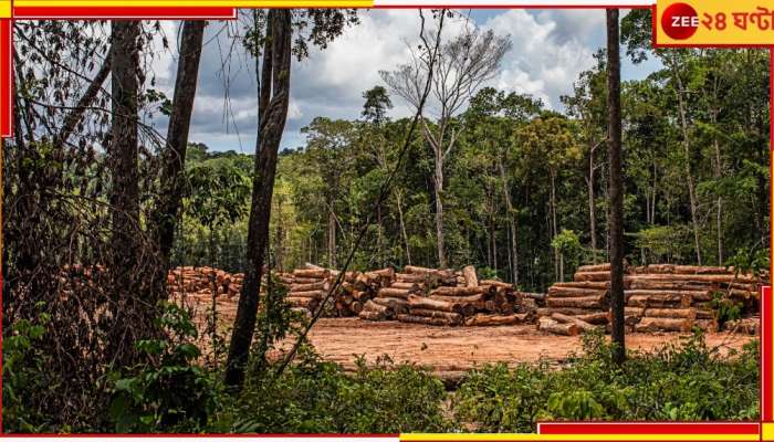 No Photosynthesis: বন্ধ হয়ে যাচ্ছে গাছেদের সালোকসংশ্লেষ? ধ্বংস হয়ে যাবে তো গোটা বিশ্ব! তাহলে...