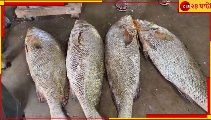 Digha Giant Fish: দিঘায় উঠল ৪৫ লাখ টাকার দুষ্প্রাপ্য &#039;জীবনদায়ী&#039; তেলিয়া ভোলা!