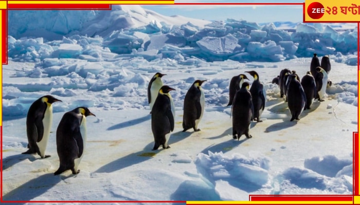 Antarctica: বরফচাদর ভেঙে ঠান্ডা জলে ডুবে লহমায় ১০ হাজার পেঙ্গুইনের মৃত্যু!