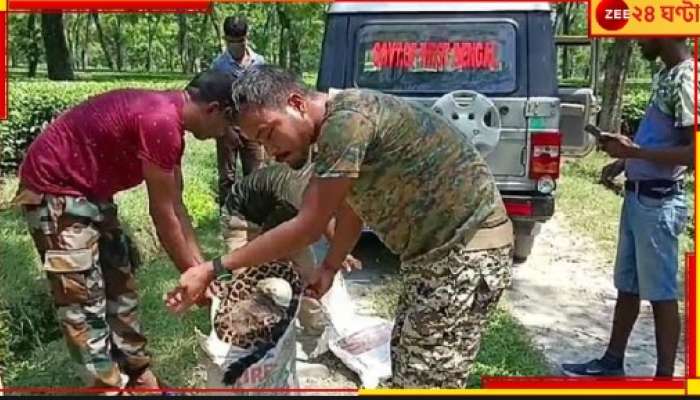 Malbazar: এবার উদ্ধার করা হল লেপার্ডের দেহ, দুদিন আগেই মৃত্যু...