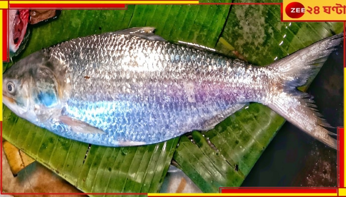 Hilsa: মাত্র একটা ইলিশ, দাম ₹ ১০,০০০!