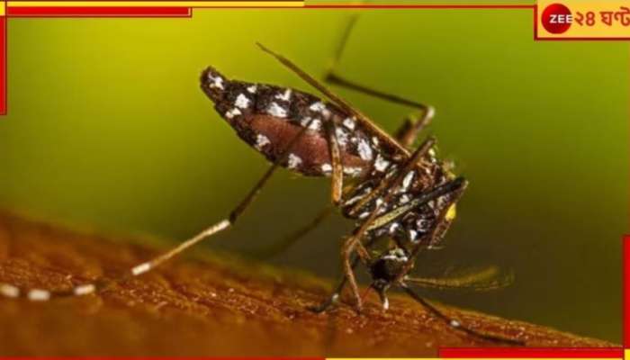 Dengue Death: পুজোর মুখে শহরে ডেঙ্গির বাড়বাড়ন্ত! যাদবপুরে মৃত্যু কিশোরীর...