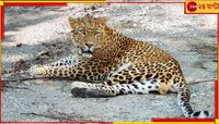 বাগানে হেঁটে বেড়াচ্ছে চিতাবাঘ! আতঙ্ক ছড়িয়ে এবার দিনের বেলাতেই দর্শন দিল সে...