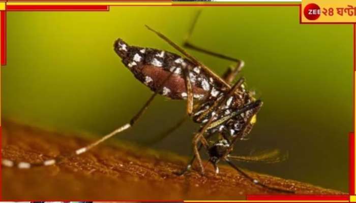 Dengue: ৫ বছরে সর্বাধিক, বারুইপুরে বাড়বাড়ন্ত ডেঙ্গির প্রকোপ!