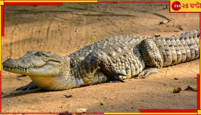 Katwa: কাটোয়ায় কুমীর আতঙ্ক! ৭ ঘণ্টার চেষ্টায় উদ্ধার সরীসৃপ