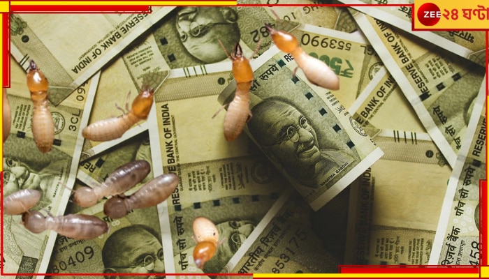 Uttar Pradesh: উইপোকা খেয়ে ফেলল বৃদ্ধার সমস্ত সঞ্চয়! কত টাকা শুনলে চোখ কপালে উঠবে...