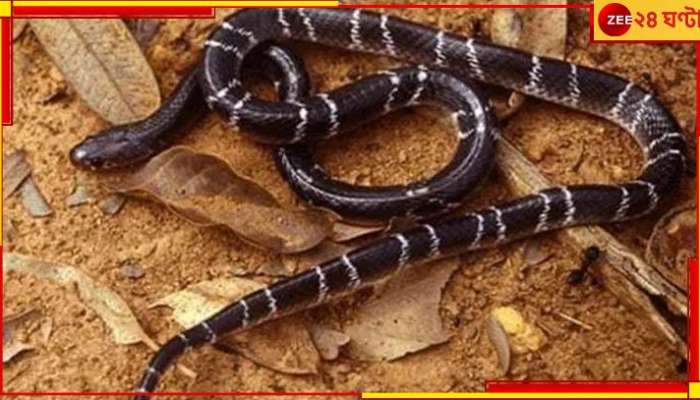 Venomous Snake: &#039;এক ছোবলেই ছবি&#039;, তালিকায় ভারতের ৫ সাঙ্ঘাতিক বিষধর সাপ