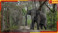 শুঁড়ে করে তুলে আছাড় মারল বুনো হাতি, আহত হামাগুড়ি দিয়ে ঢুকল গোয়ালঘরে! তারপর...