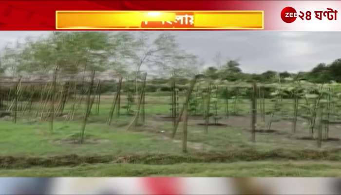Vegetable cultivation was damaged by Sikkim 