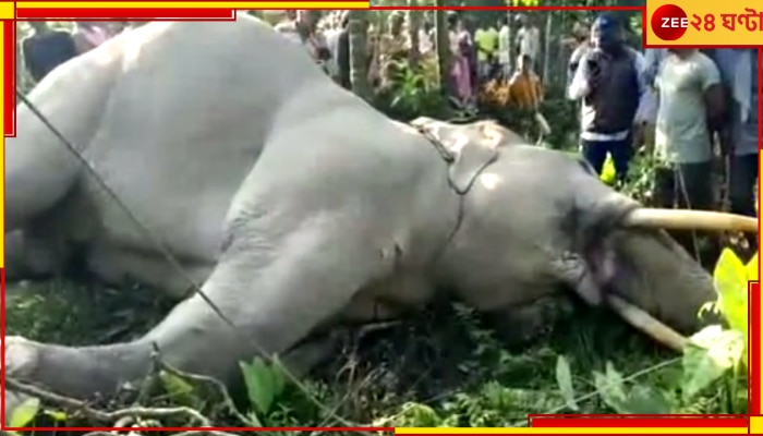 Elephant Death: সুপারি পাতা খেতে গিয়ে মর্মান্তিক পরিণতি, সাতসকালে হইচই এলাকায় 