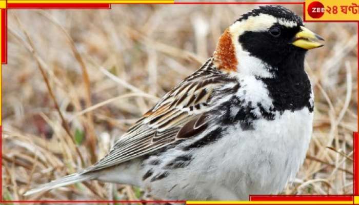 Lapland longspur Found: সাইবেরিয়ার পাখি, প্রশান্ত মহাসাগর পেরিয়ে চলে যায় কানাডা! ভারতে এই প্রথম...