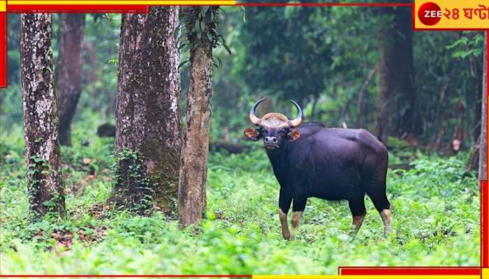 Malbazar: চা-বাগানের ভিতরে দাঁড়িয়ে সাক্ষাৎ যম! কাজ বন্ধ রেখে ছুটলেন সকলে...