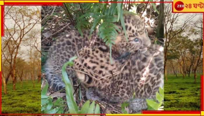 Malbazar: মাঝে-মধ্যেই ছাগল-বাছুর খেয়ে যেত চিতাবাঘটি! ধরতে পাতা হল খাঁচা, তারপর?