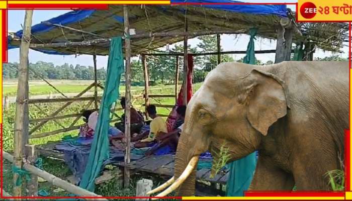 Malbazar: হাতির 'হাত' থেকে ফসল বাঁচাতে জীবনের ঝুঁকি নিয়েই ধানক্ষেতে রাতপাহারা...