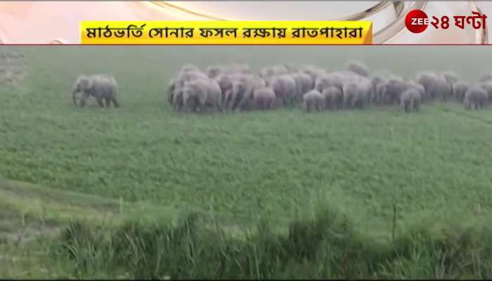 Panic in Jalpaiguri herds of elephants in the locality for food
