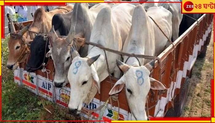 Siliguri Cattle Raid: ৩ ট্রাকে শতাধিক গরু পাচার! একযোগে অভিযান চালিয়ে উদ্ধার করল পুলিস 