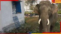  রেশন দোকানে এসে নিজের 'রেশন নিয়ে গেল' বুনো হাতি! এই নিয়ে চার বার...