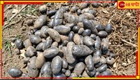 এবার জমি খুঁড়লেই উঠবে সোনা, কালো আলুতেই লাভের আলো দেখছে ভারত!