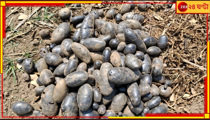 Black Potato: এবার জমি খুঁড়লেই উঠবে সোনা, কালো আলুতেই লাভের আলো দেখছে ভারত!