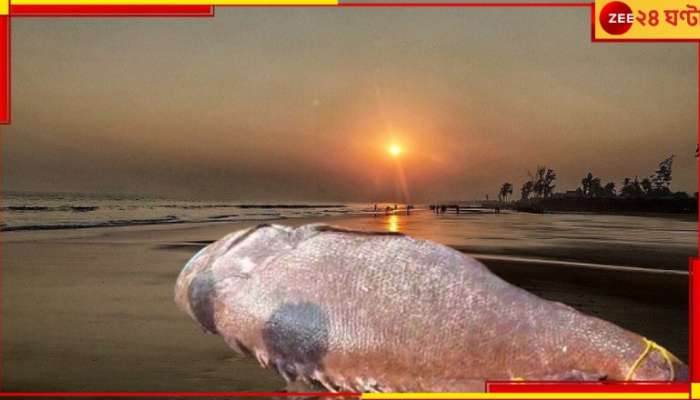 Digha: পারাদ্বীপ থেকে দিঘায় এল বিশাল আকৃতির মাছ! দেখতে উপচে পড়ল ভিড়...
